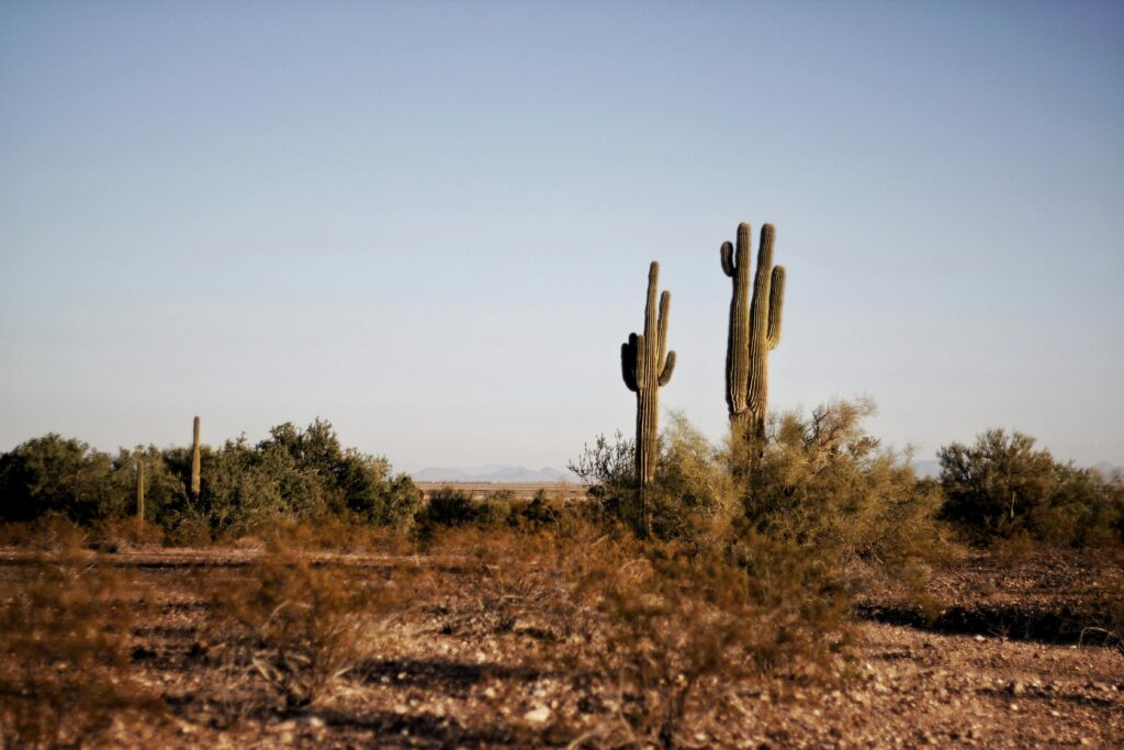 Capture of a vast desert landscape with prominent saguaro cacti under clear skies.